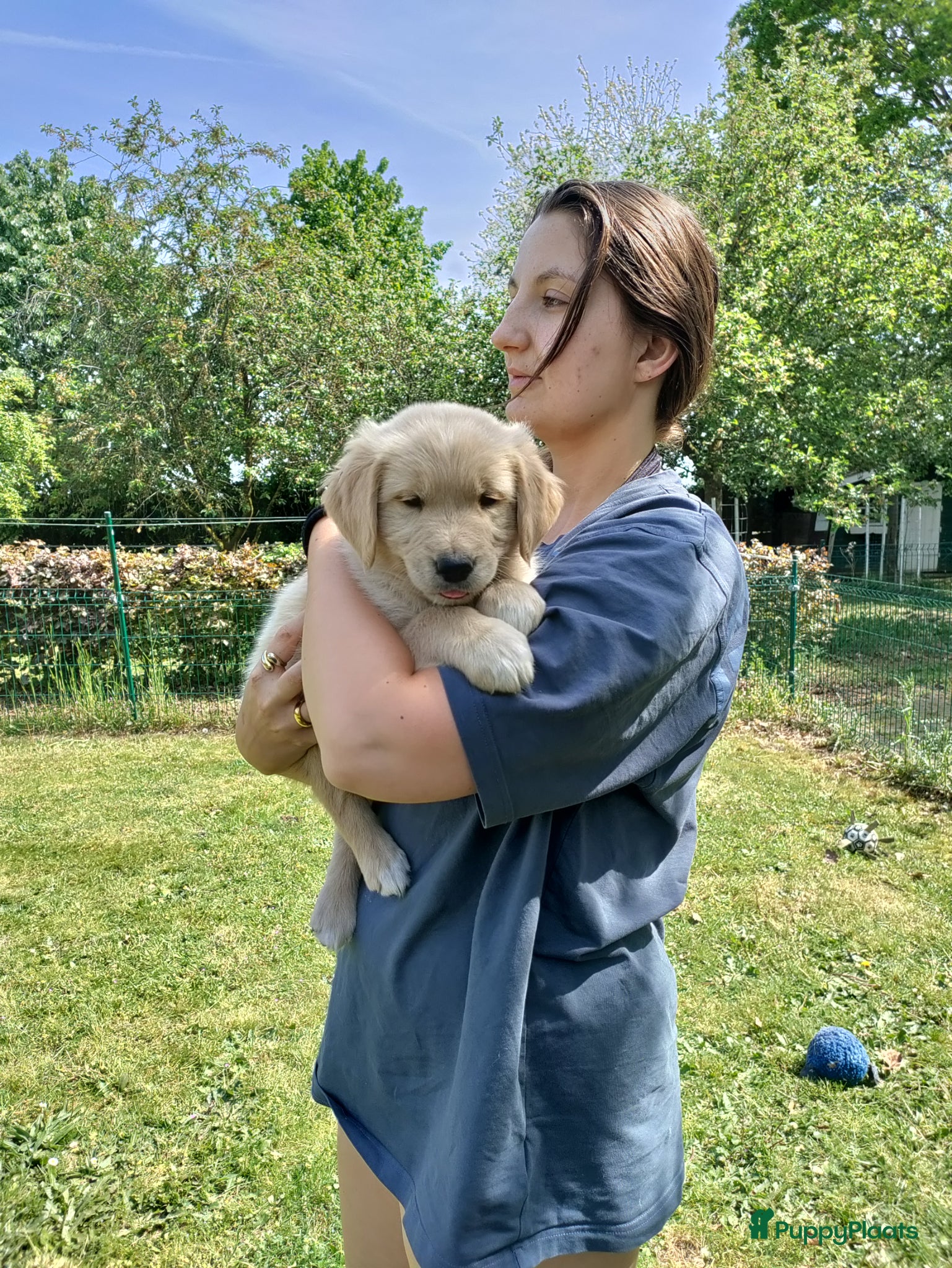 Golden Retriever honden te koop: Lieve Golden Retriever pups  - Advertentie 1