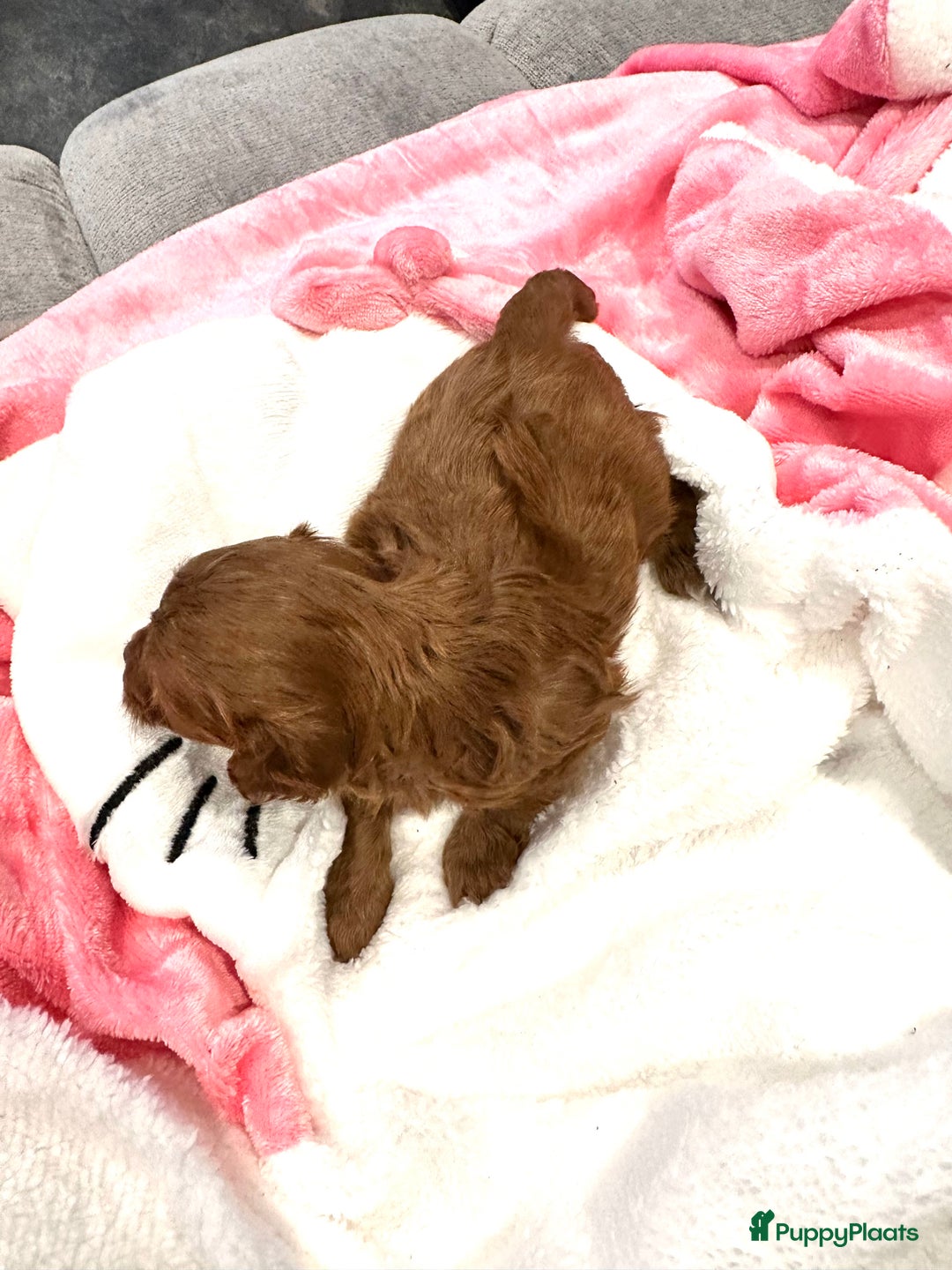 Maltipoo honden te koop: MALTIPOO pups te reserveren bijna 5 weken oud - Advertentie 3