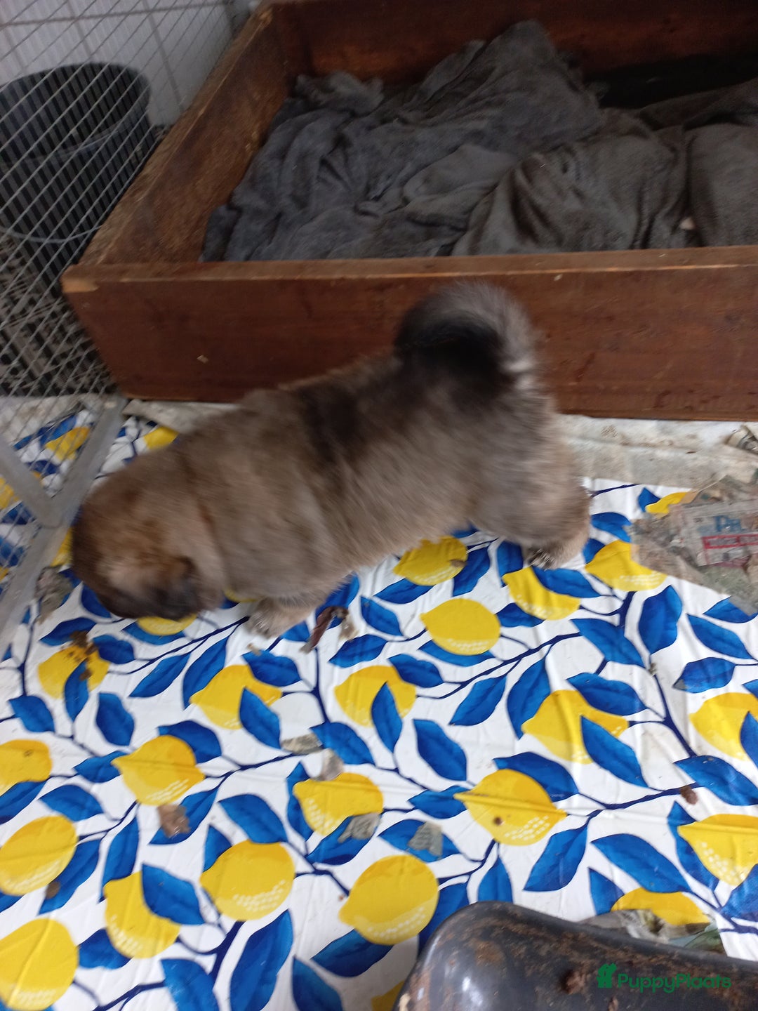 Kruising honden te koop: Mooie pups  mogen weg in de week van 27 november - Advertentie 13