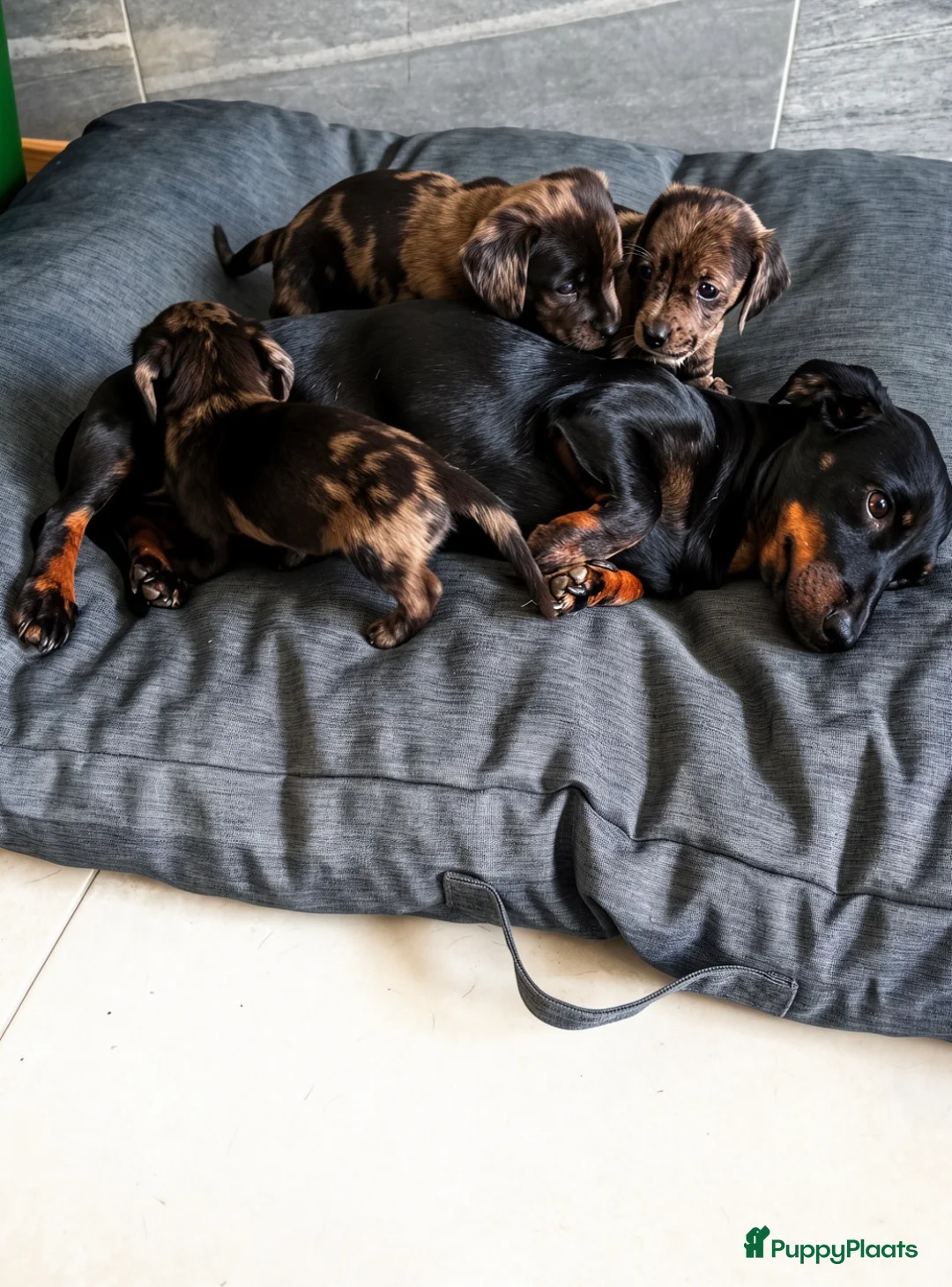 Teckel (korthaar)  honden te koop: Dwerg teckel pups Klaar voor hun nieuwe 4ever home - Advertentie 7