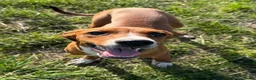 Kruising honden te koop: Ninna - Advertentie 6