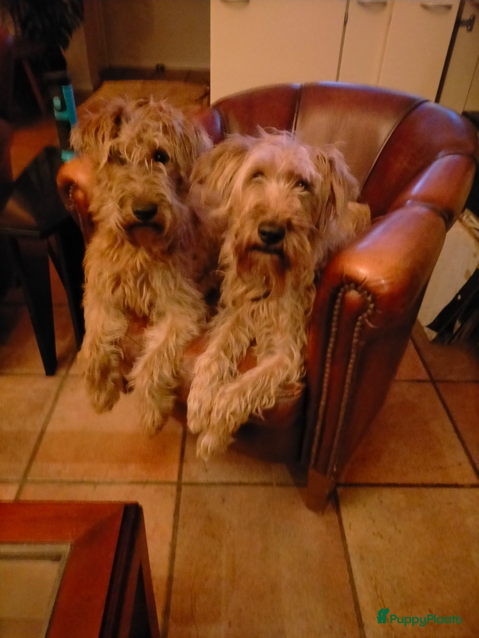 Ierse Terriër honden te koop: Ierse Terriër pups - Advertentie 4