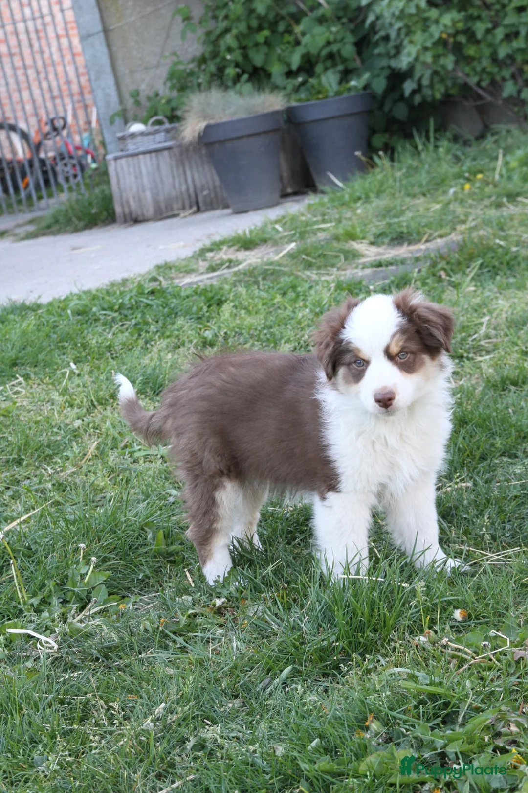 Australian Shepherd honden te koop: Mini American Shepherd pups - mini aussie - Advertentie 2