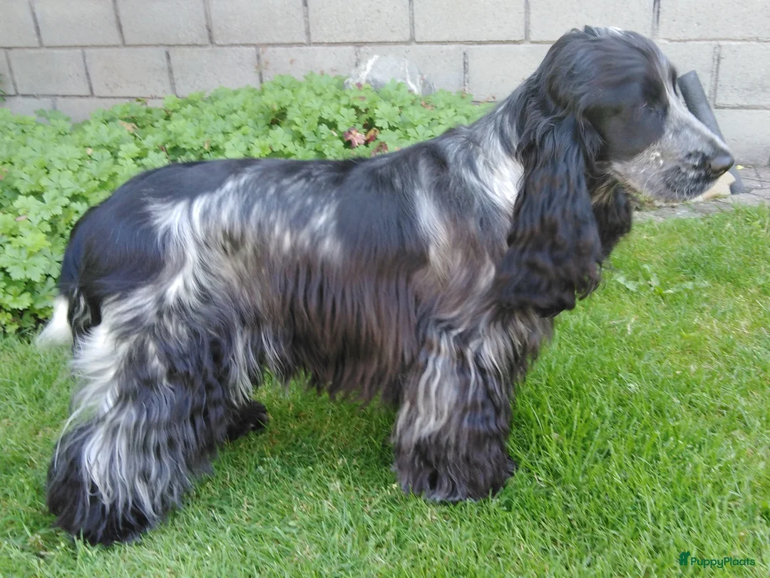 Engelse Cocker Spaniel honden te koop: Engelse cocker spaniel pups in Weert - Advertentie 1