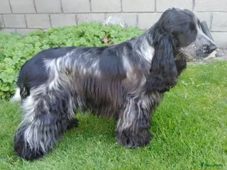 Engelse Cocker Spaniel honden Engelse cocker spaniel pups - Advertentie 7