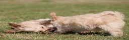Maltipoo honden te koop: Knappe Maltipoo pups. - Advertentie 8