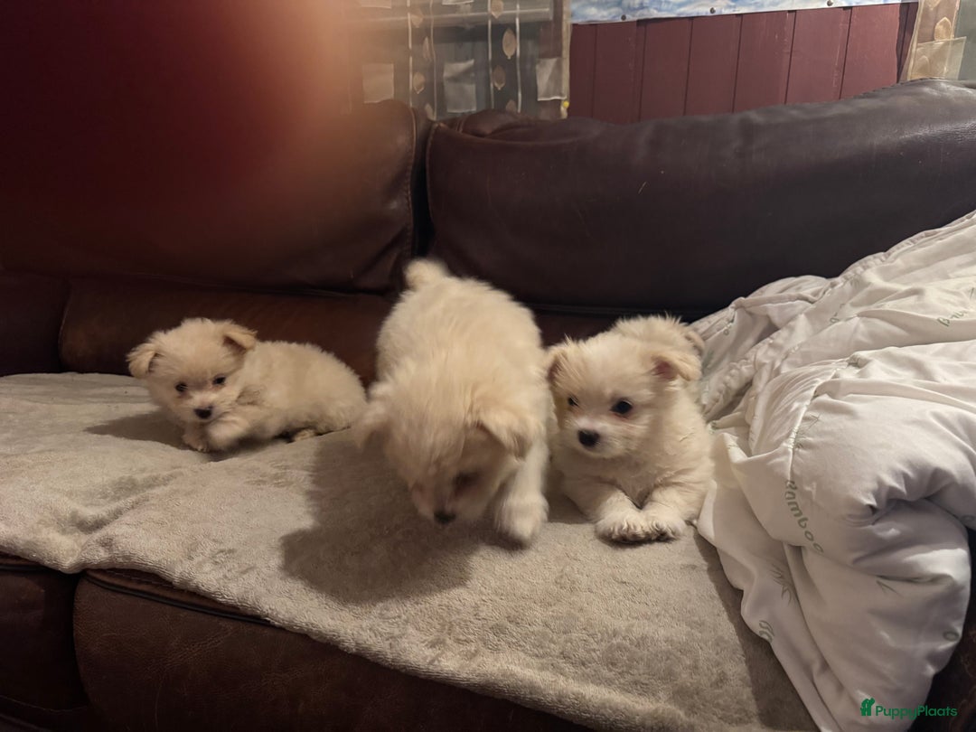 Kruising honden te koop: 7 weken oude Bichon Frise-puppy's - Advertentie 10