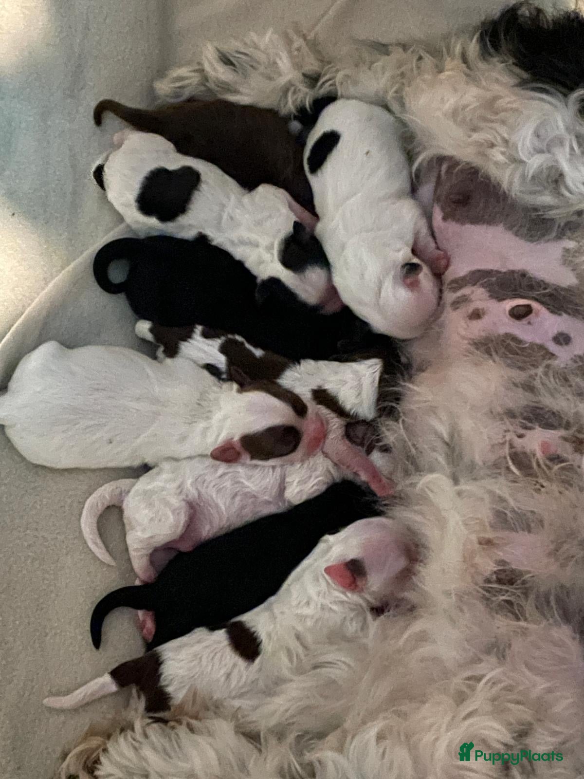 Boomer honden Lieve boomer pups  - Advertentie 14