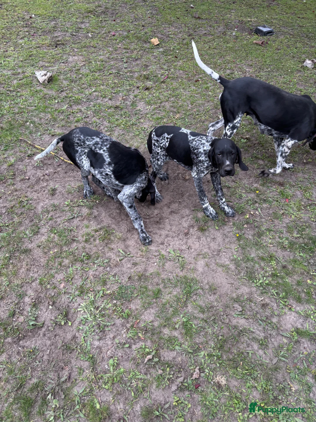 Duitse Staande Hond Korthaar honden te koop: Duitse staande korthaar in Aardenburg - Advertentie 2