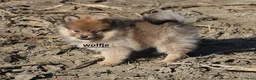 Pomeriaan honden te koop: pomeriaan pups beschikbaar - Advertentie 7