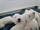 Zwitserse Witte Herdershond Puppy 4