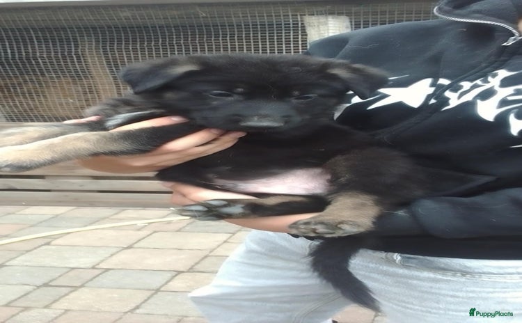 Duitse Herder honden - Advertentie 2
