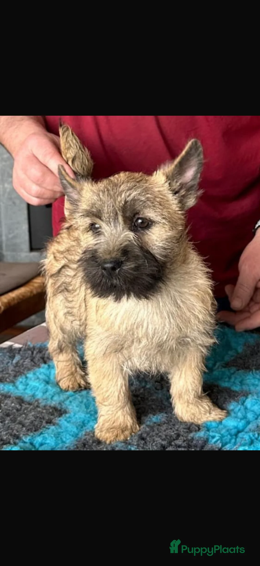 Cairn Terriër honden te koop: Te koop cairn terriër pups in Hengelo - Advertentie 6