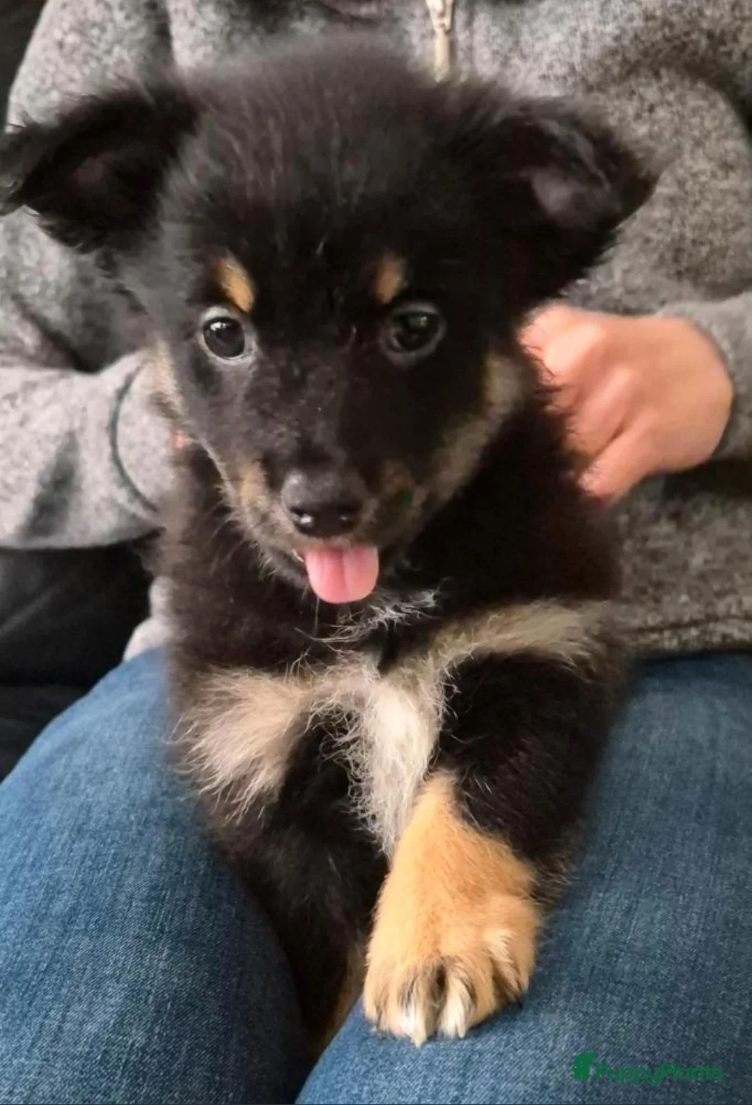 Kruising honden te koop: Chihuahua mix pups reutjes - Advertentie 6