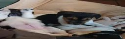 Jack Russel Terriër honden te koop: Nog 3"bandietjes" zoeken gezellig huis. Laagbenig  - Advertentie 11