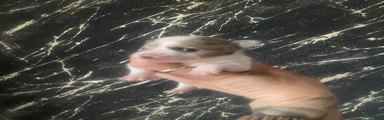 Chihuahua 2