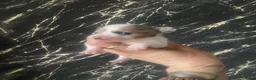 Chihuahua honden te koop: Mooie chihuahua pups te koop - Advertentie 8