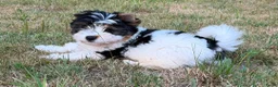 Biewer Terrier honden te koop: PuppyBiewer💗 - Advertentie 4