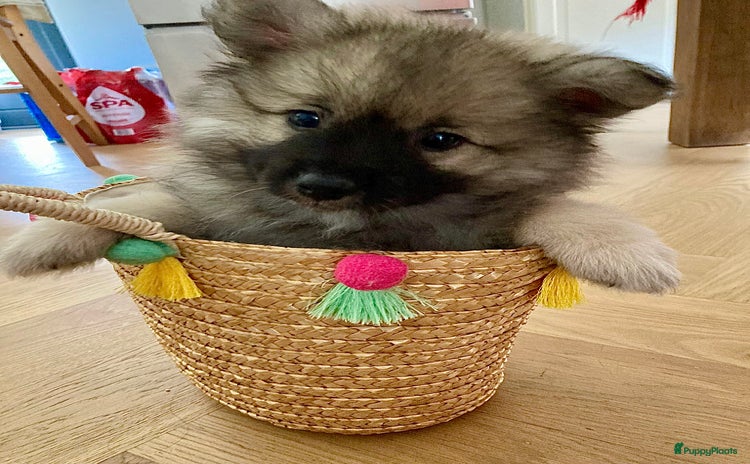 Keeshond honden - Advertentie 1