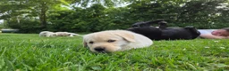Labrador Retriever honden te koop: Alles gereserveerd - Advertentie 7
