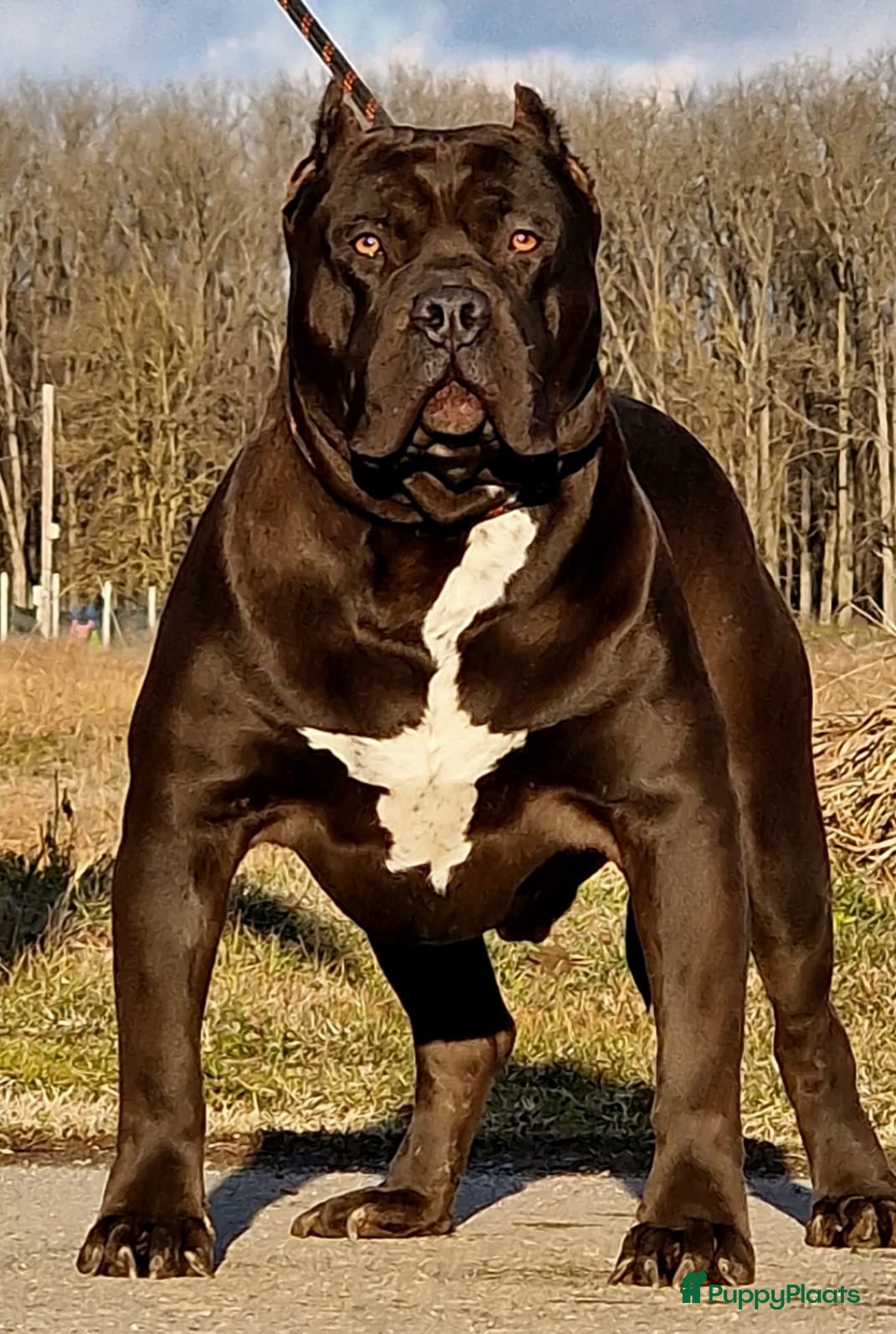 Amerikaanse Bully honden ABKC XL PUPS BEKENDE INTERNATIONALE BLOEDLIJNEN! - Advertentie 2