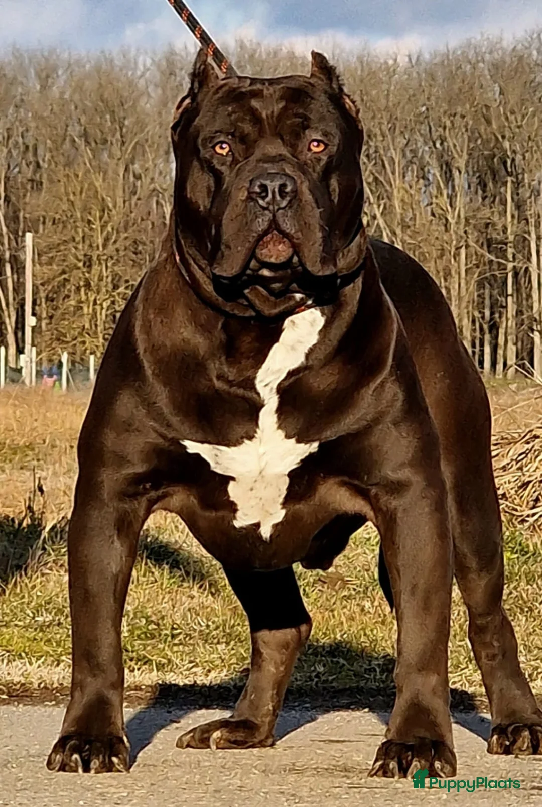 Amerikaanse Bully honden te koop: ABKC XL PUPS BEKENDE INTERNATIONALE BLOEDLIJNEN! - Advertentie 2