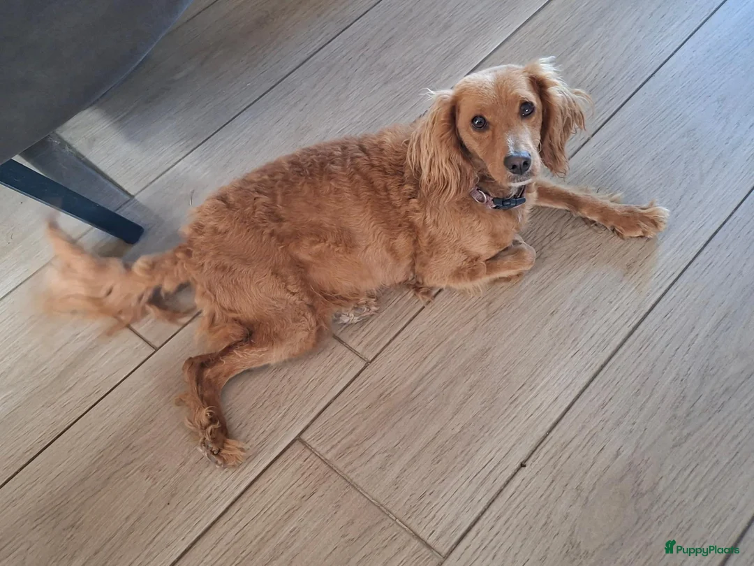 Kruising honden te koop: Pups Australian cobberdoodle x poedel in Someren - Advertentie 7