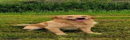 Golden Retriever honden te koop: 3 prachtige golden retriever teefjes oudersgetest  - Advertentie 11