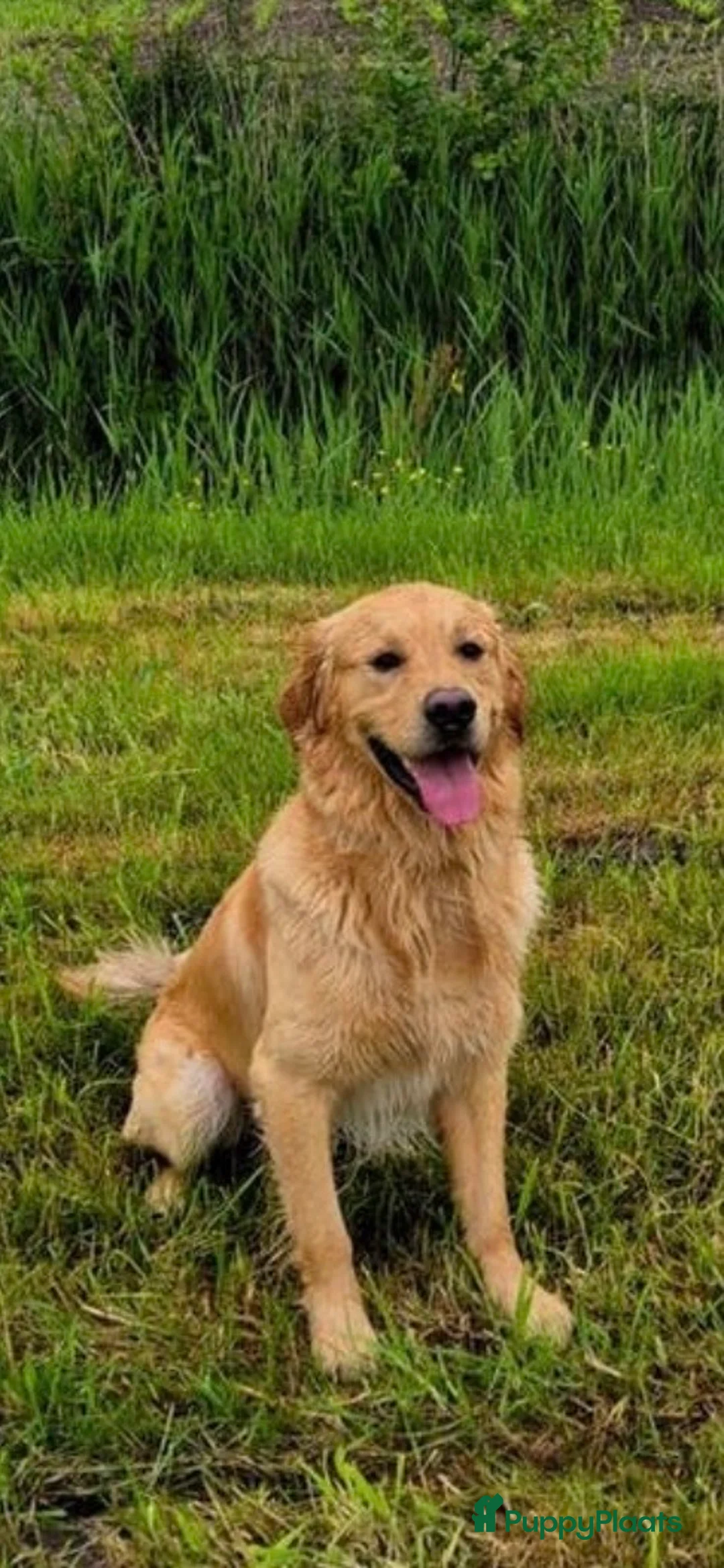 Golden Retriever honden te koop: 3 prachtige golden retriever teefjes oudersgetest  - Advertentie 11