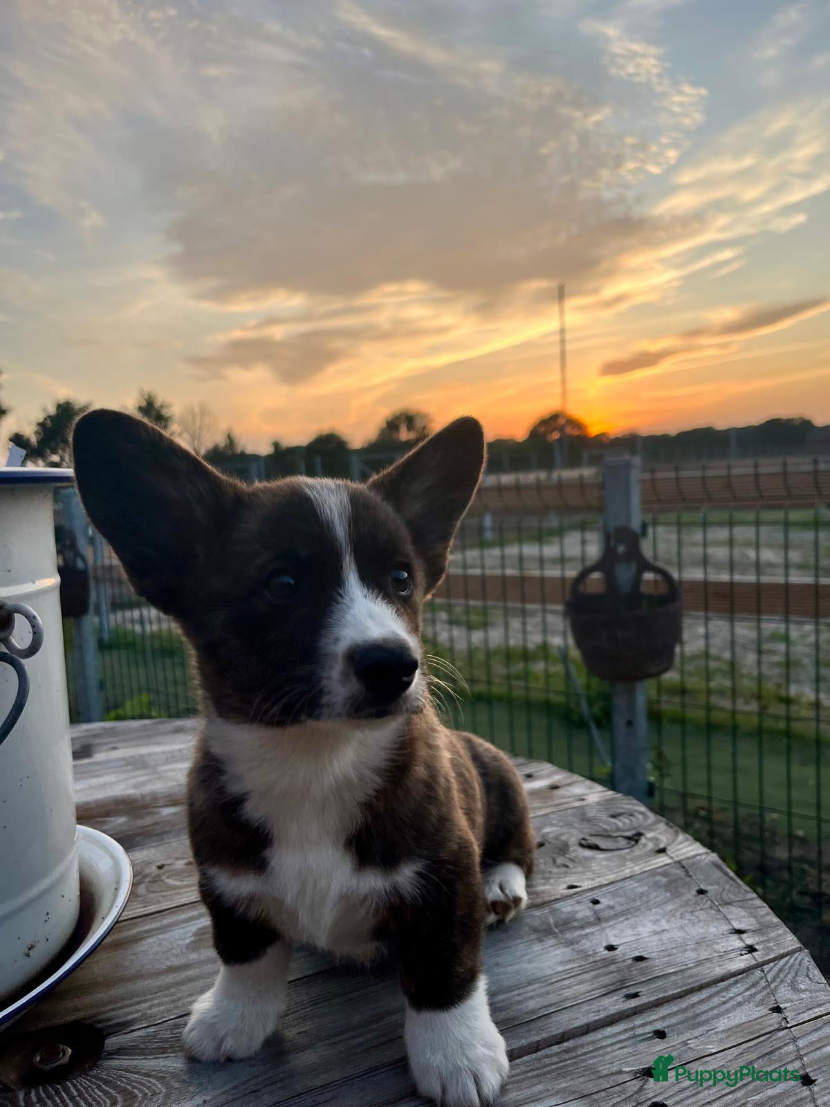 Welsh Corgi Cardigan honden Prachtige Welsh Corgi pups zoeken een warme thuis - Advertentie 2