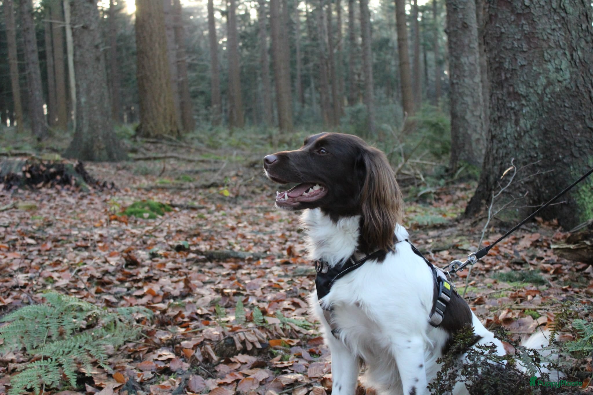 Heidewachtel honden NESTAANKONDIGING! Heidewachtel pups verwacht - Advertentie 2