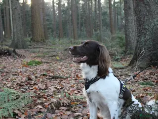 Heidewachtel honden NESTAANKONDIGING! Heidewachtel pups verwacht - Advertentie 2