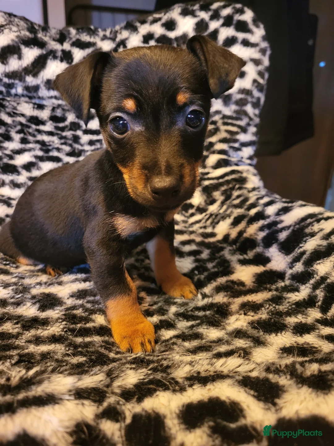 Jack Russel Terriër honden te koop: mini jackrussel pups - Advertentie 4