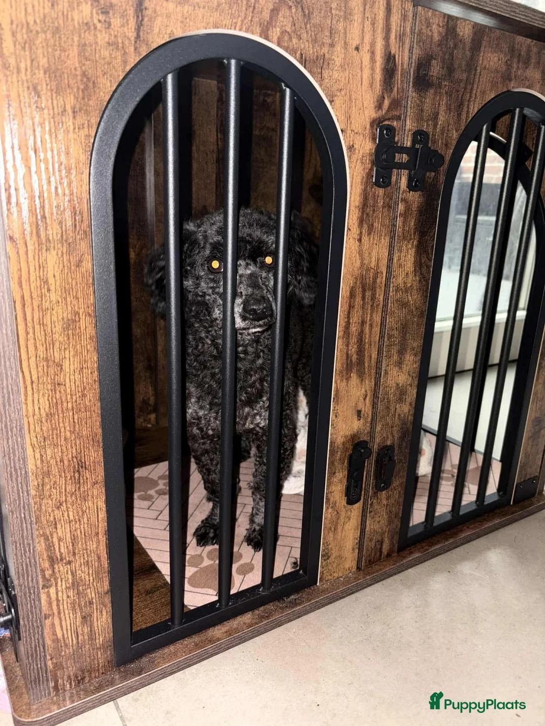 Kruising honden te koop: Mooie kruising pupjes 🥰 - Advertentie 4