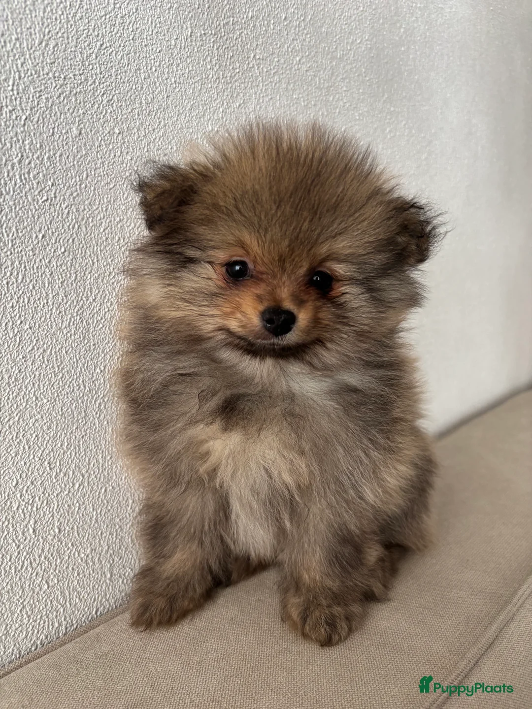 Pomeriaan honden te koop: 2 pomeriaan reutjes te koop - Advertentie 2