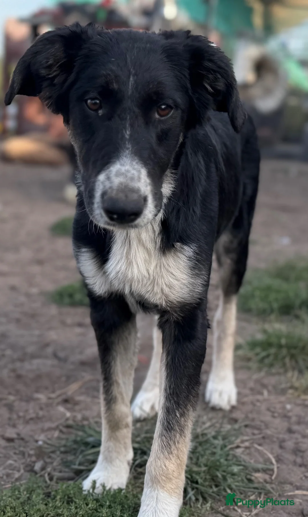Kruising honden ter adoptie: Cocoo - Advertentie 7