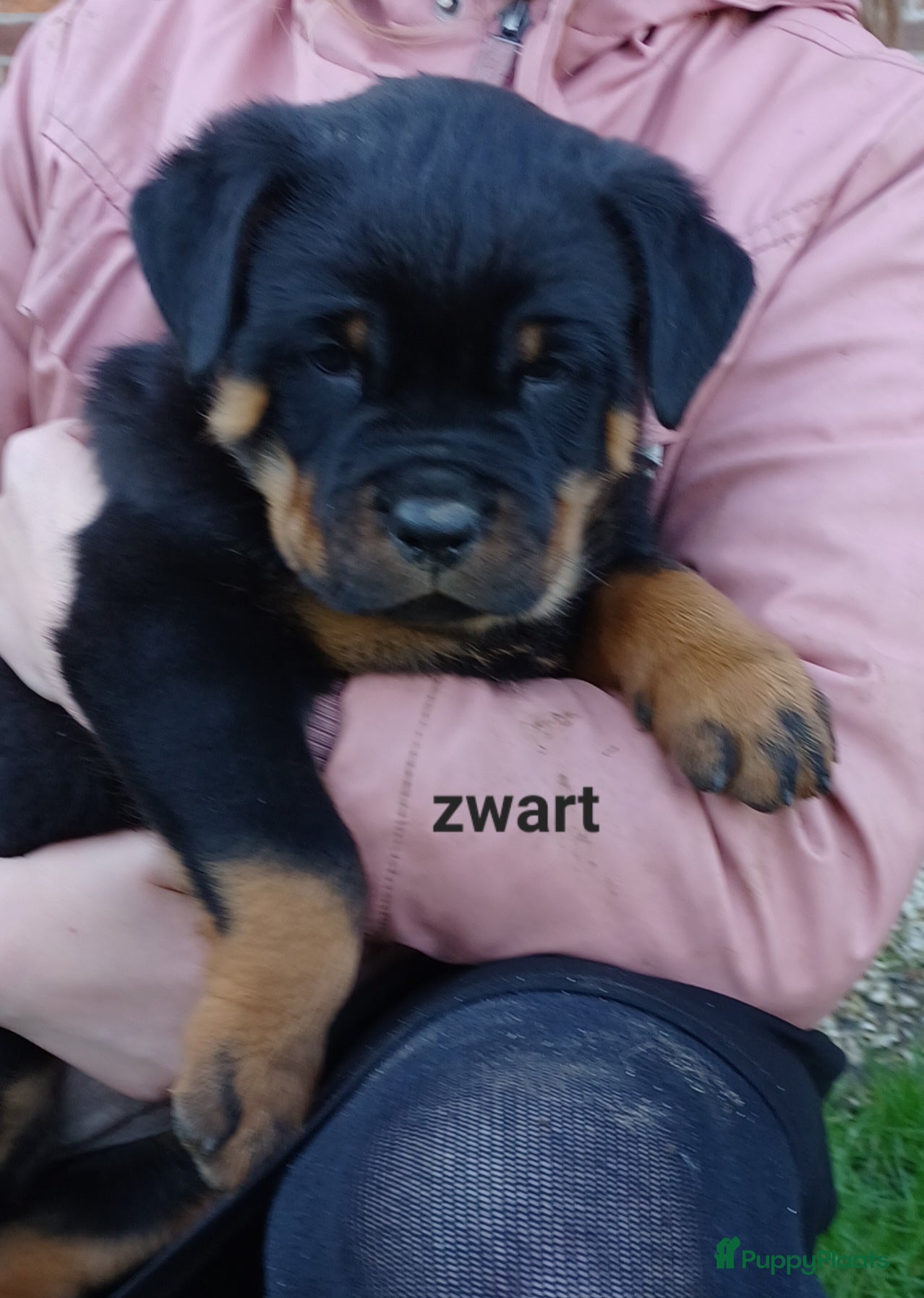 Rottweiler honden Prachtige zuivere rottweiler pups - Advertentie 2