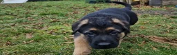 Duitse Herder honden te koop: Topkwaliteit Duitse Herder Pups - Advertentie 11
