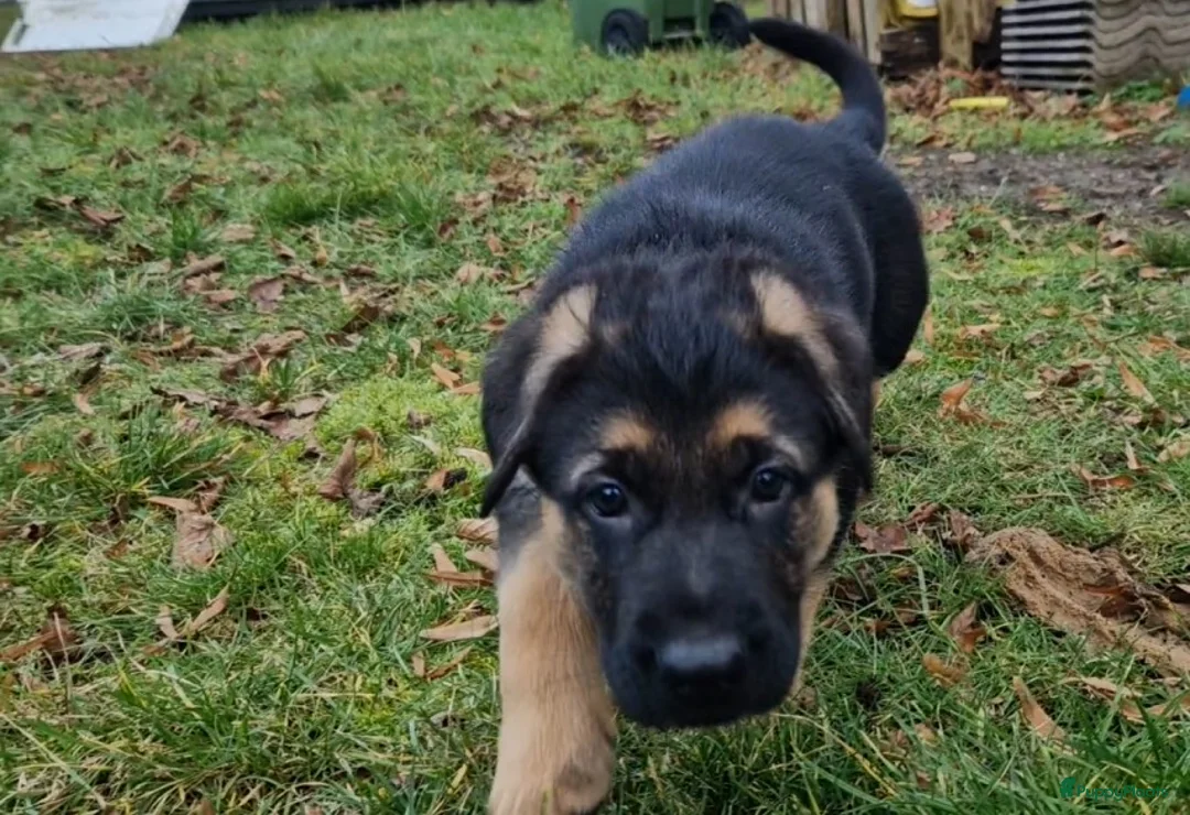 Duitse Herder honden te koop: Topkwaliteit Duitse Herder Pups - Advertentie 11