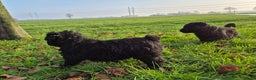 Bouvier des Flandres honden te koop: Raszuivere bouvier pups zonder stamboom. Gitzwart - Advertentie 4