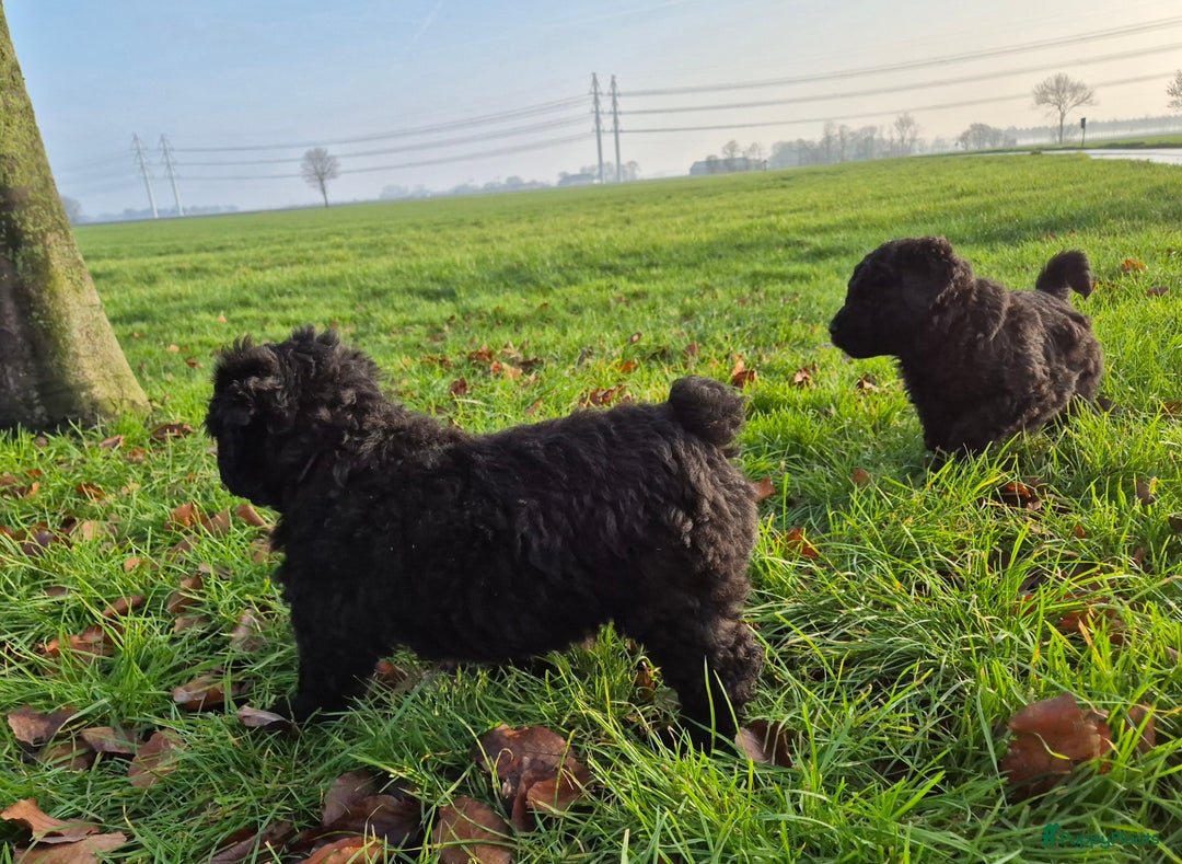 Bouvier des Flandres honden te koop: Raszuivere bouvier pups zonder stamboom. Gitzwart - Advertentie 4