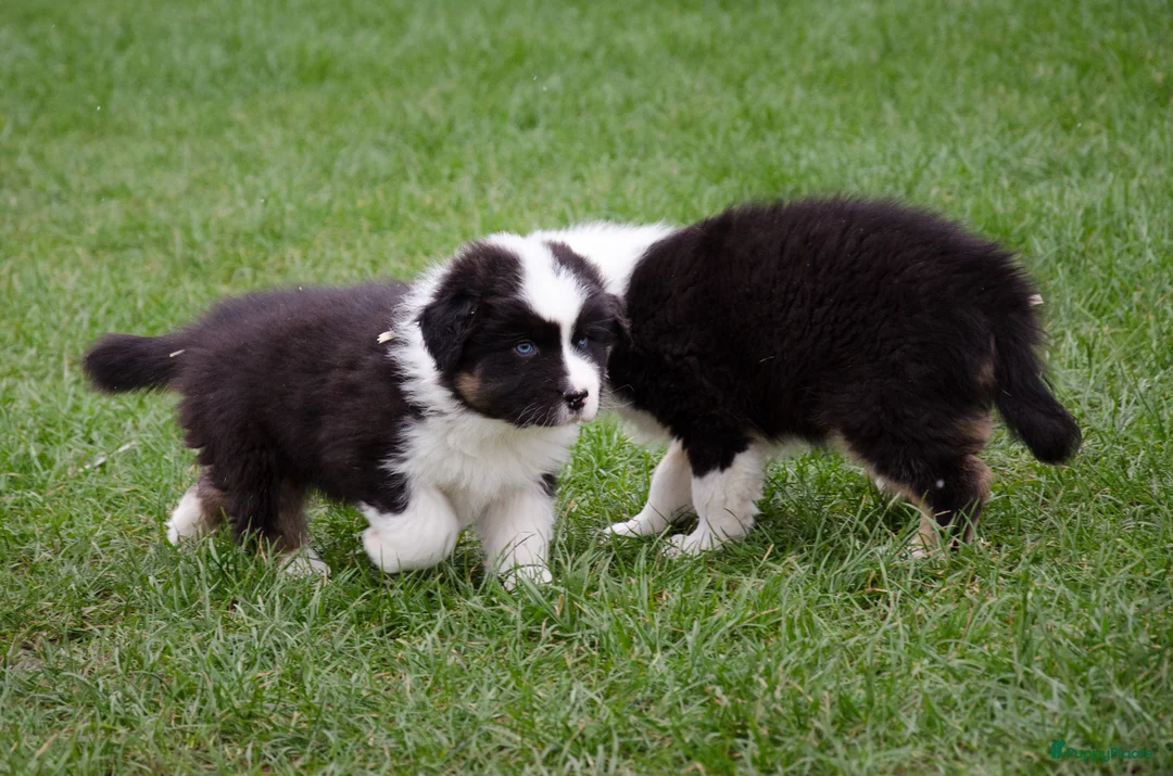 Australian Shepherd honden te koop: Australische herder pups geboren op boerderij (BE) - Advertentie 8