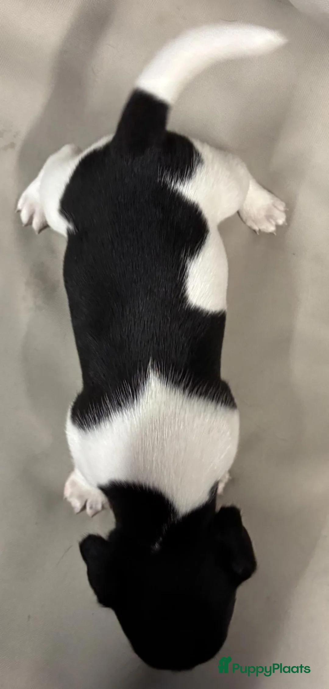 Jack Russel Terriër honden te koop: Jack russel pups zoeken liefdevolle thuis in Sas van Gent - Advertentie 10