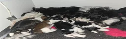 Shih Tzu honden te koop: Te koop raszuivere shih-tzu pup met fci stamboom  - Advertentie 9