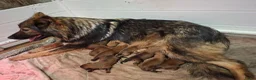 Kruising honden te koop: Gave Toller x Oud Duitse herder pups - Advertentie 10