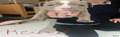 Amerikaanse Bully Puppy 4