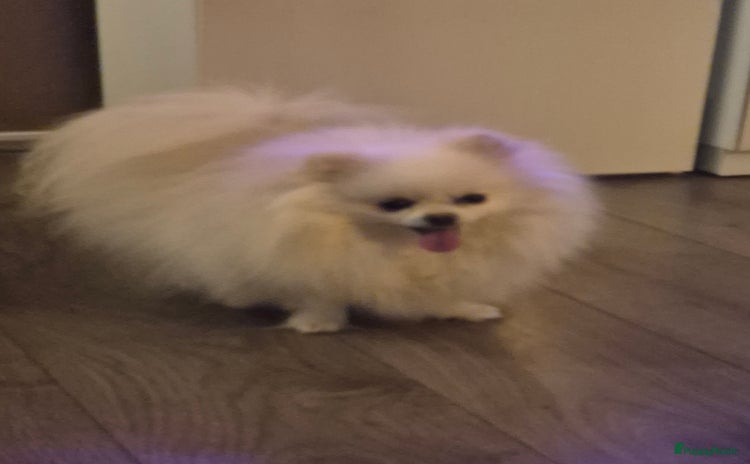 Pomeriaan honden - Advertentie 11