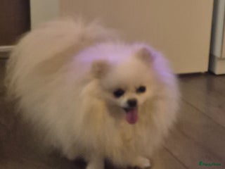 Pomeriaan honden Lieve mooie pomeriaan crème/wit - Advertentie 8