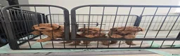Poedel Toy honden te koop: Toypoedel pups - Advertentie 3
