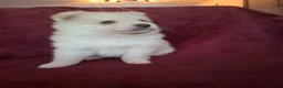 Pomsky honden te koop: 5 pomsky pups - Advertentie 21